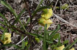 Coastal groundcherry